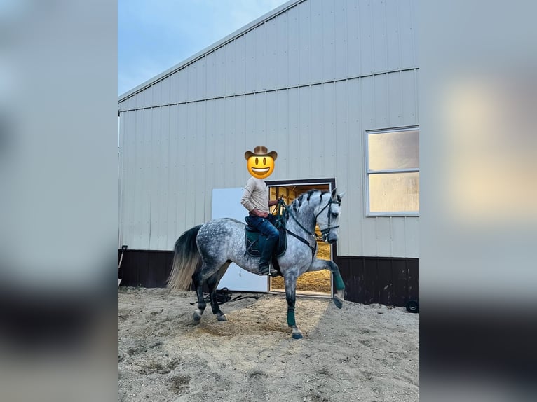 Spanish Sporthorse Mare 9 years 15,1 hh Can be white in Laurel, MD