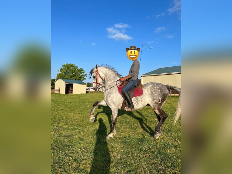 Spanish Sporthorse Mare 9 years 15,1 hh Can be white in Laurel, MD
