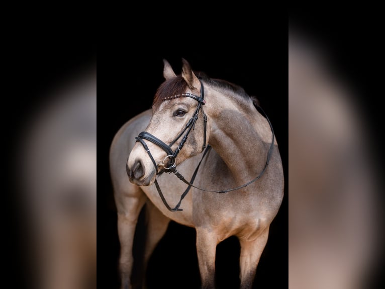 Spanish Sporthorse Mare 9 years 15,2 hh Buckskin in Gera