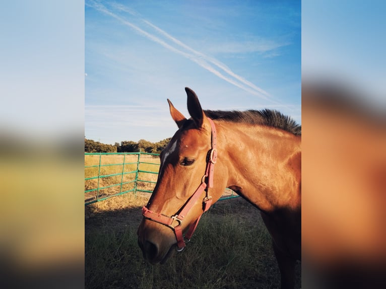 Spanish Sporthorse Mare 9 years 15,3 hh Bay in Navalcarnero