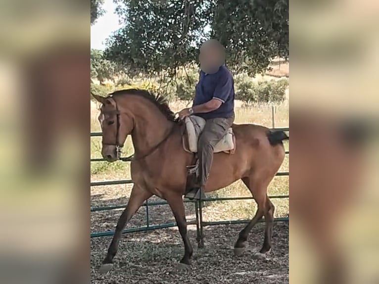Spanish Sporthorse Mare 9 years 15,3 hh Bay in Navalcarnero