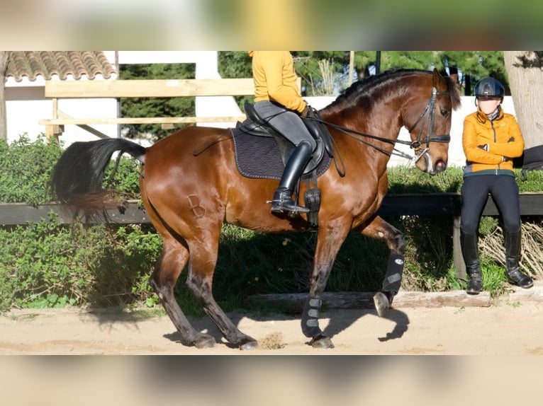 Spanish Sporthorse Mare 9 years 16,2 hh Bay in NAVAS DEL MADRONO
