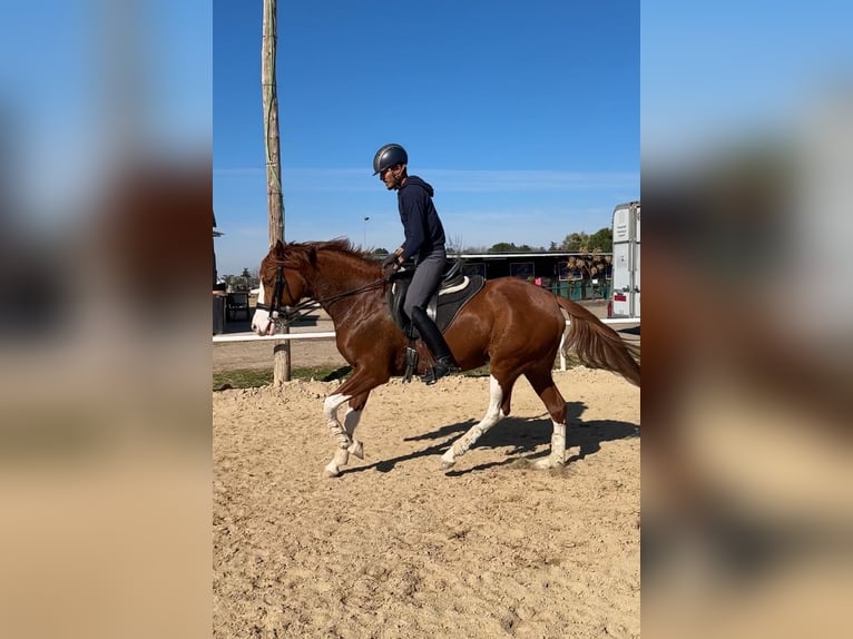 Spanish Sporthorse Mare 9 years 16 hh Chestnut-Red in Madrid