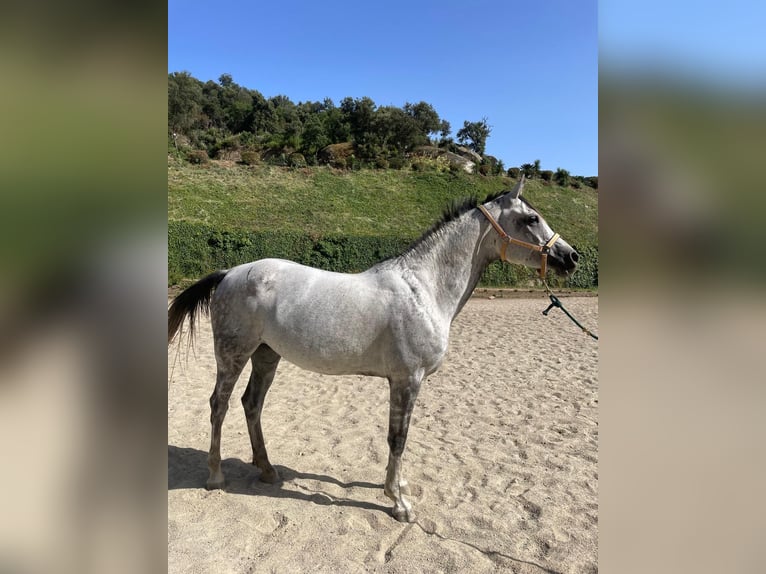 Spanish Sporthorse Mare 9 years Grey in Sant Andreu De Llavaneres