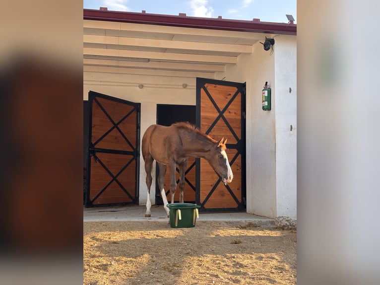 Spanish Sporthorse Mare Foal (02/2026) 10.2 hh Chestnut in Velilla