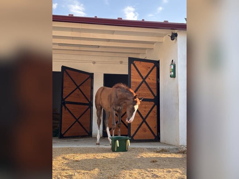Spanish Sporthorse Mare Foal (02/2026) 10.2 hh Chestnut in Velilla