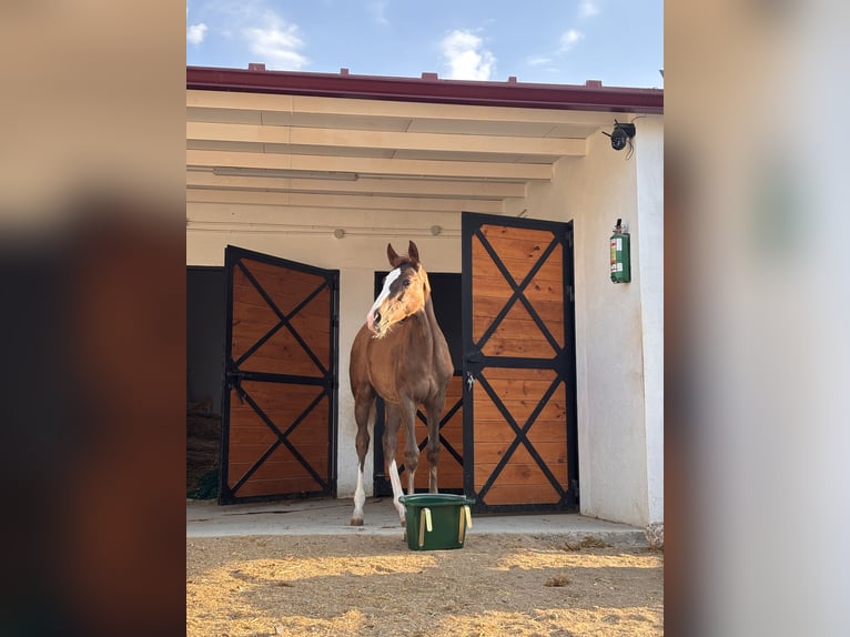 Spanish Sporthorse Mare Foal (02/2026) 10.2 hh Chestnut in Velilla