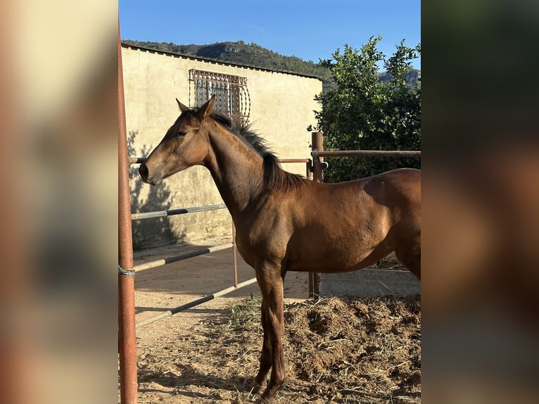 Spanish Sporthorse Mix Mare Foal (04/2024) 13,1 hh Brown-Light in Tavernes De La Valldigna, De (Playa)