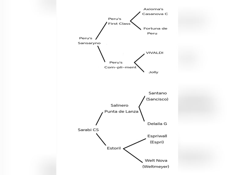 Spanish Sporthorse Mare Foal (04/2026) Chestnut-Red in Monroy