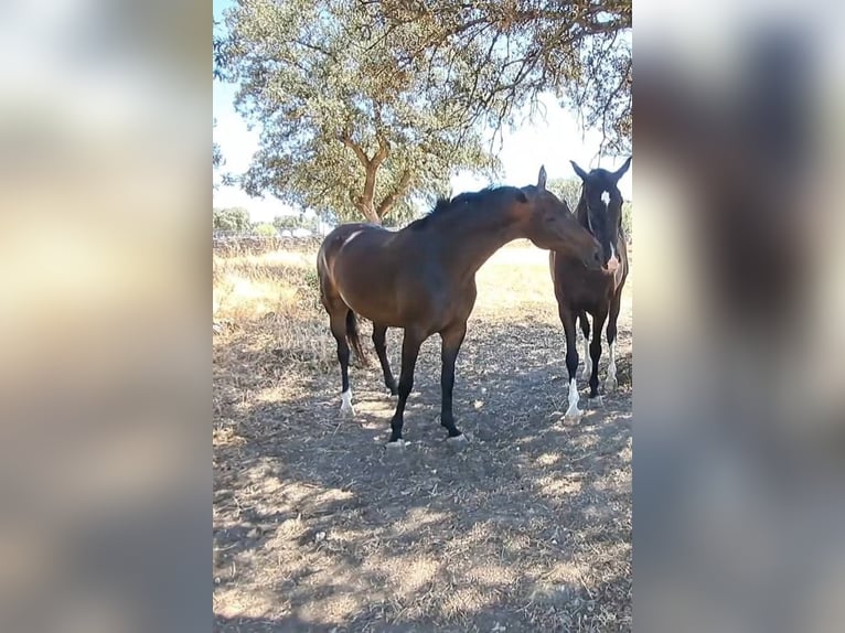 Spanish Sporthorse Mare Foal (04/2026) Chestnut-Red in Monroy