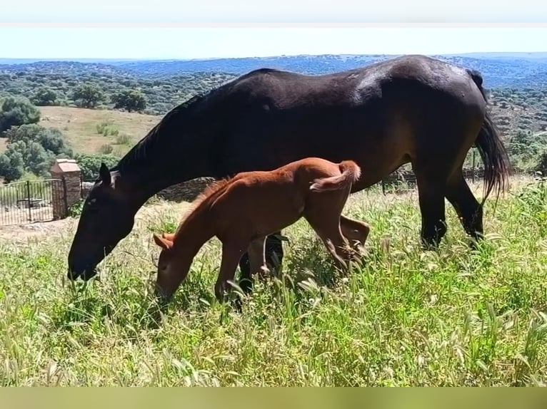 Spanish Sporthorse Mare Foal (04/2026) Chestnut-Red in Monroy