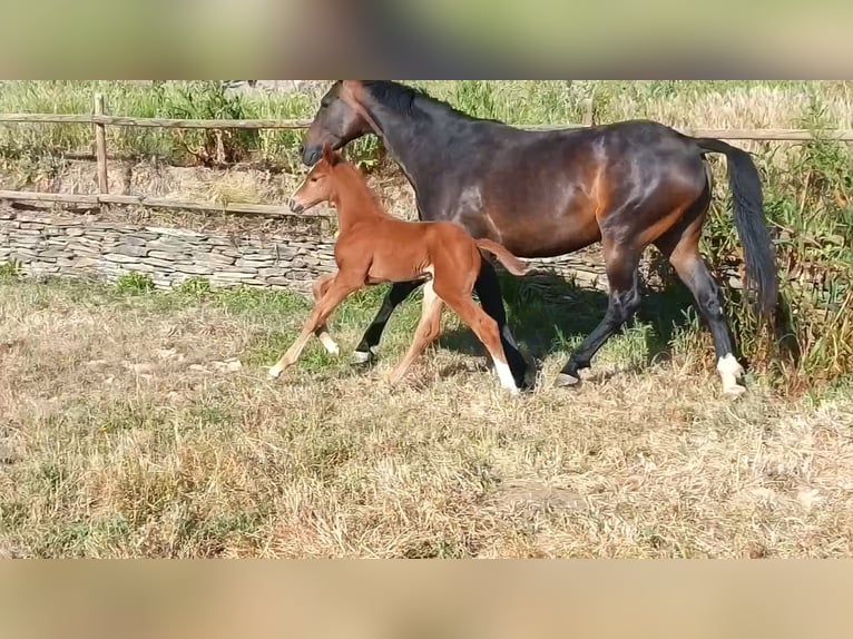 Spanish Sporthorse Mare Foal (04/2026) Chestnut-Red in Monroy