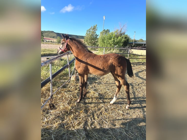Spanish Sporthorse Mare Foal (01/2026) Grey in Valoria La Buena / Valladolid