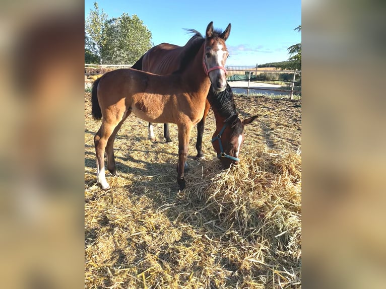Spanish Sporthorse Mare Foal (01/2026) Grey in Valoria La Buena / Valladolid