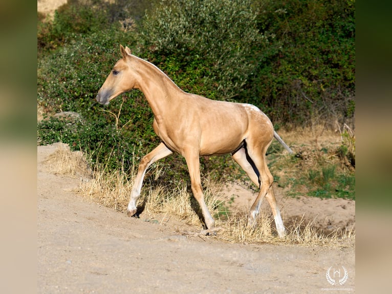 Spanish Sporthorse Mare Foal (05/2026) Leopard-Piebald in Navalperal De Pinares
