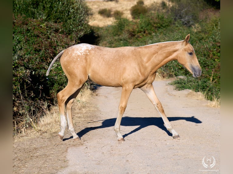Spanish Sporthorse Mare Foal (05/2026) Leopard-Piebald in Navalperal De Pinares