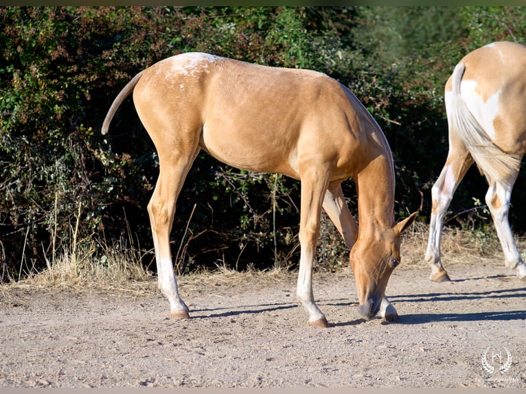 Spanish Sporthorse Mare Foal (05/2026) Leopard-Piebald in Navalperal De Pinares