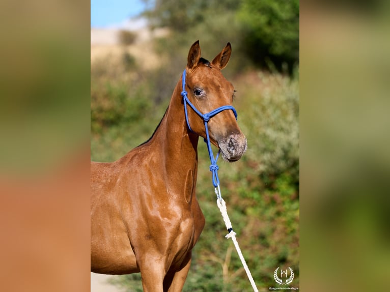 Spanish Sporthorse Mare Foal (01/2026) Leopard-Piebald in Navalperal De Pinares