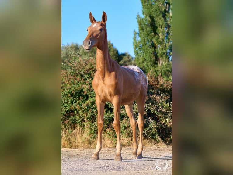 Spanish Sporthorse Mare Foal (03/2026) Leopard-Piebald in Navalperal De Pinares