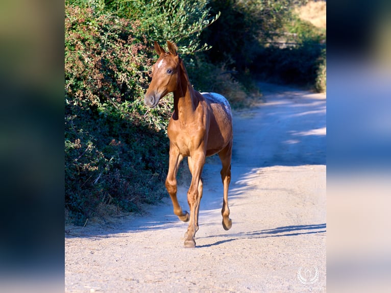 Spanish Sporthorse Mare Foal (03/2026) Leopard-Piebald in Navalperal De Pinares