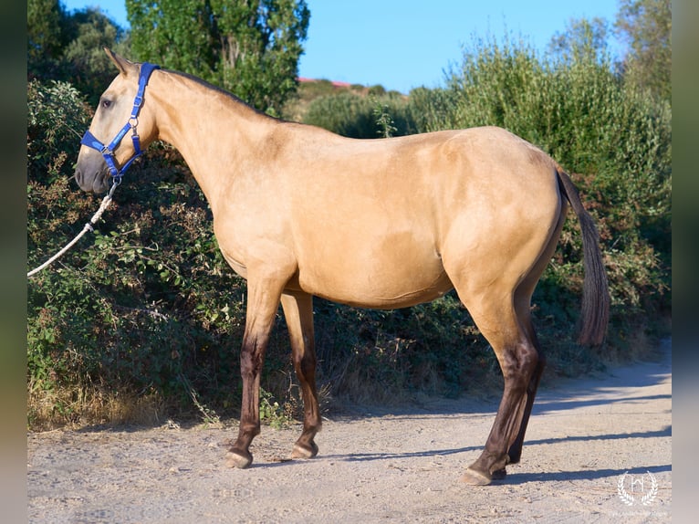 Spanish Sporthorse Mare Foal (03/2026) Leopard-Piebald in Navalperal De Pinares