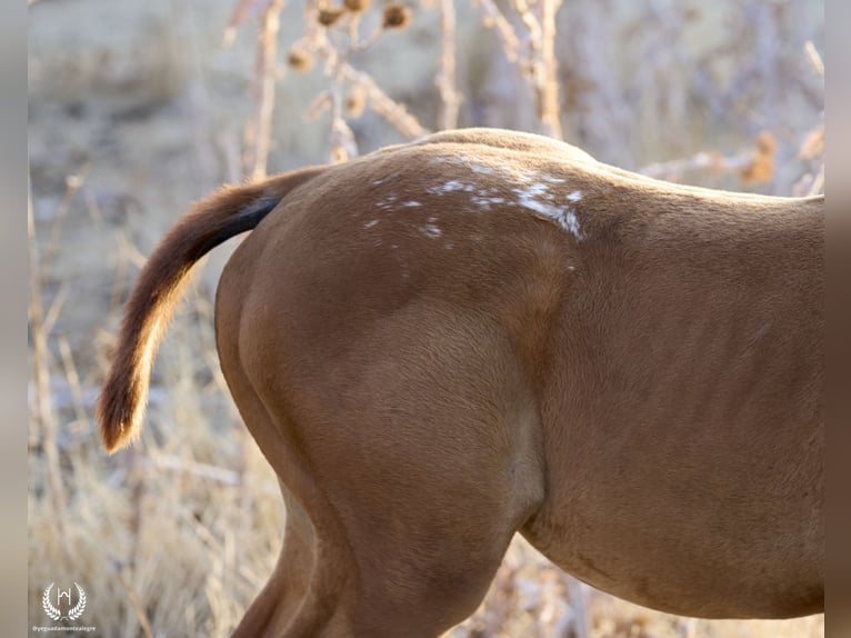 Spanish Sporthorse Mare Foal (05/2024) Leopard-Piebald in Navalperal De Pinares