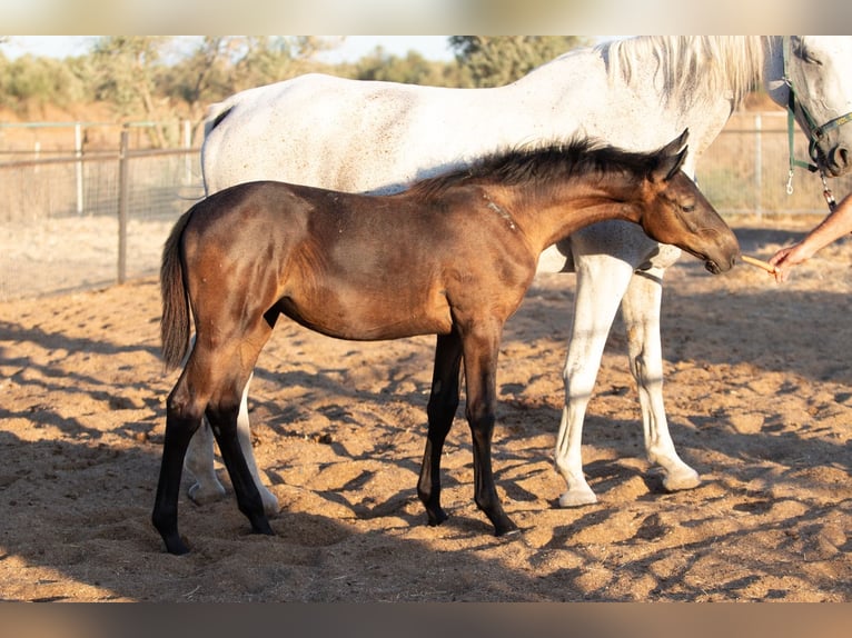 Spanish Sporthorse Mare Foal (01/2025) in Bencarron (Utrera)