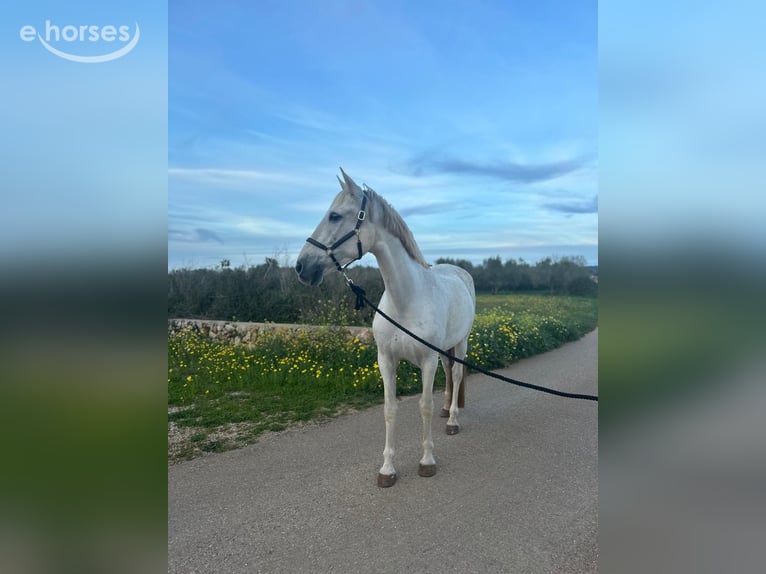 Spanish Sporthorse Stallion 10 years 16.2 hh Grey in Felanitx