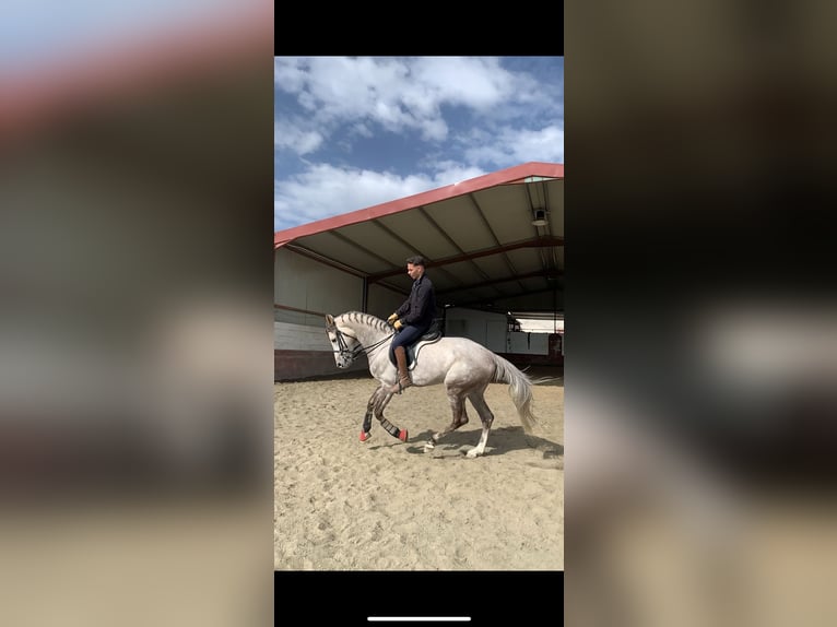 Spanish Sporthorse Stallion 10 years 16 hh Grey in Oliva De La Frontera