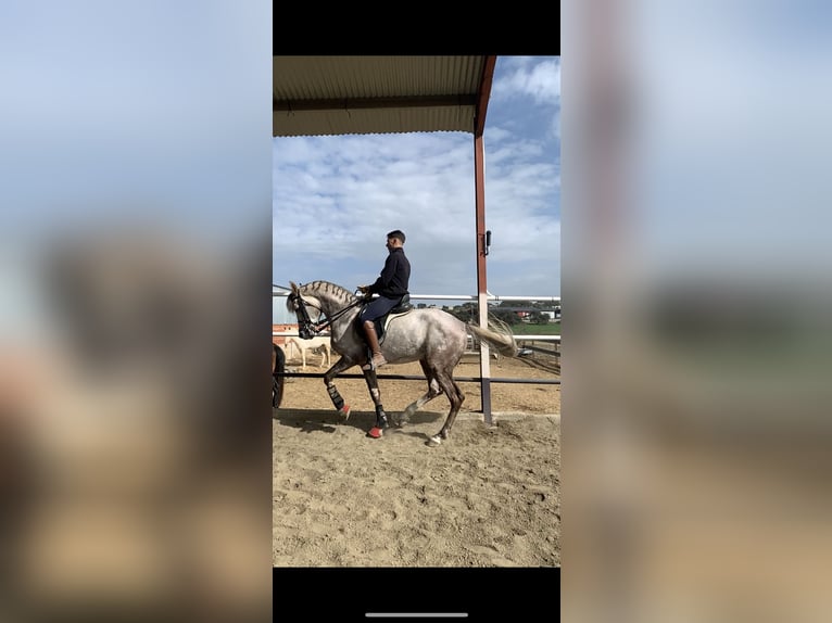Spanish Sporthorse Stallion 10 years 16 hh Grey in Oliva De La Frontera