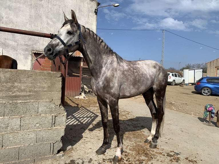 Spanish Sporthorse Stallion 10 years 16 hh Grey in Oliva De La Frontera