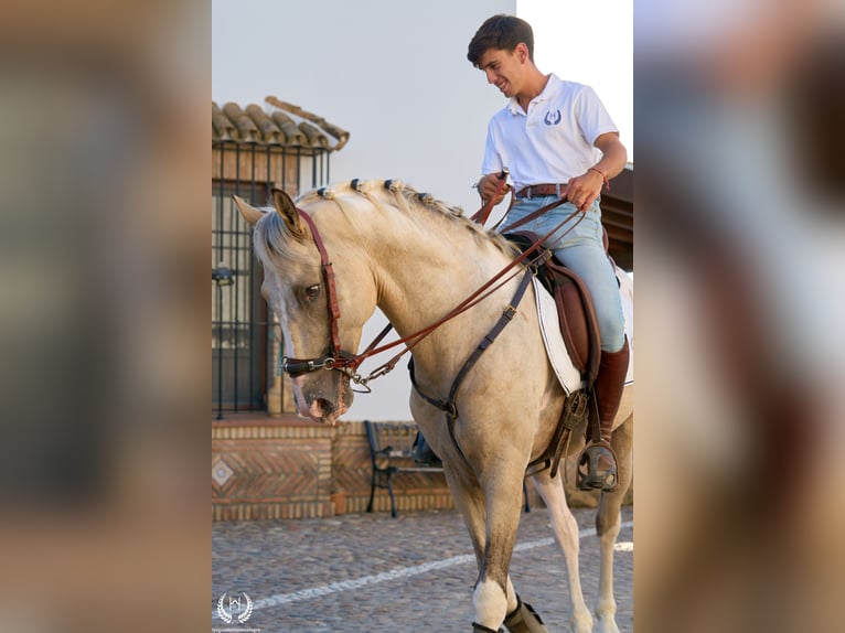 Spanish Sporthorse Stallion 10 years Leopard-Piebald in Navalperal De Pinares
