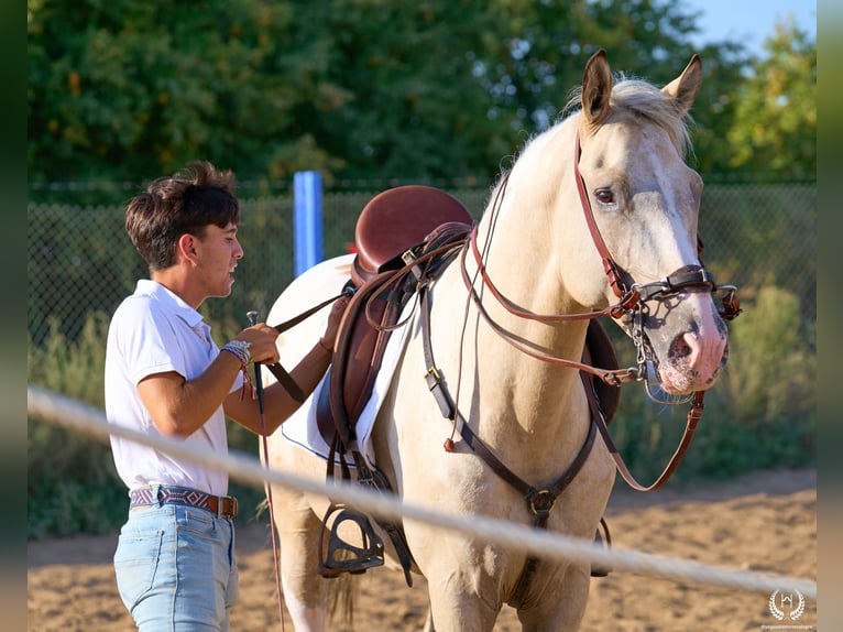 Spanish Sporthorse Stallion 10 years Leopard-Piebald in Navalperal De Pinares