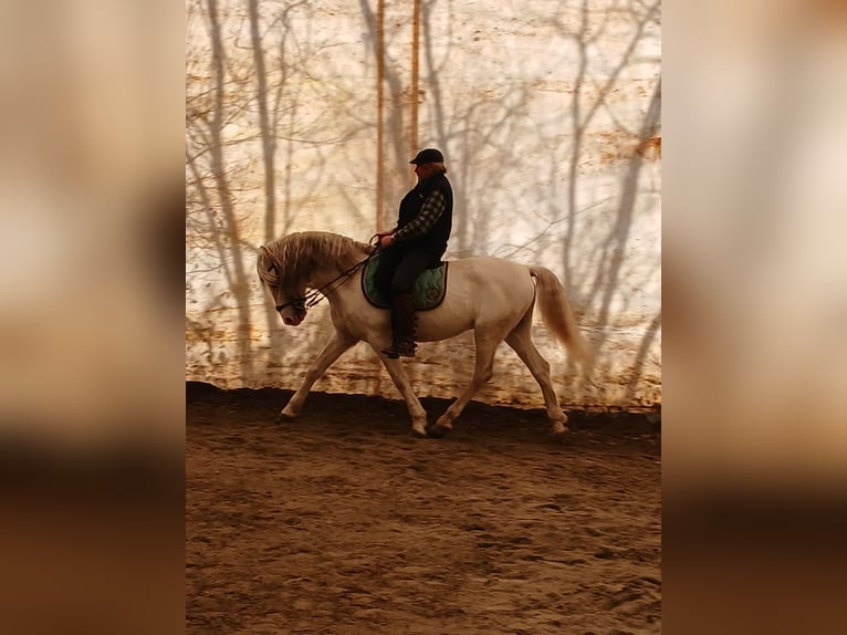 Spanish Sporthorse Stallion 11 years 15,1 hh Gray in Bregnano