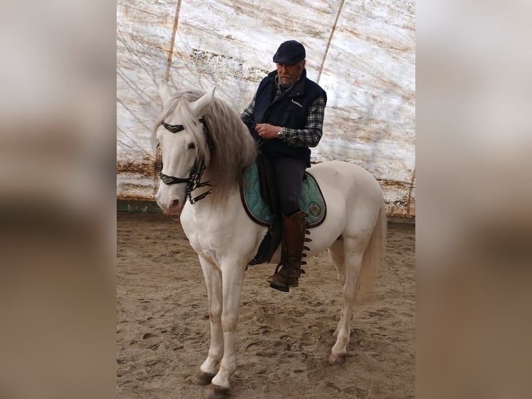 Spanish Sporthorse Stallion 11 years 15,1 hh Gray in Bregnano