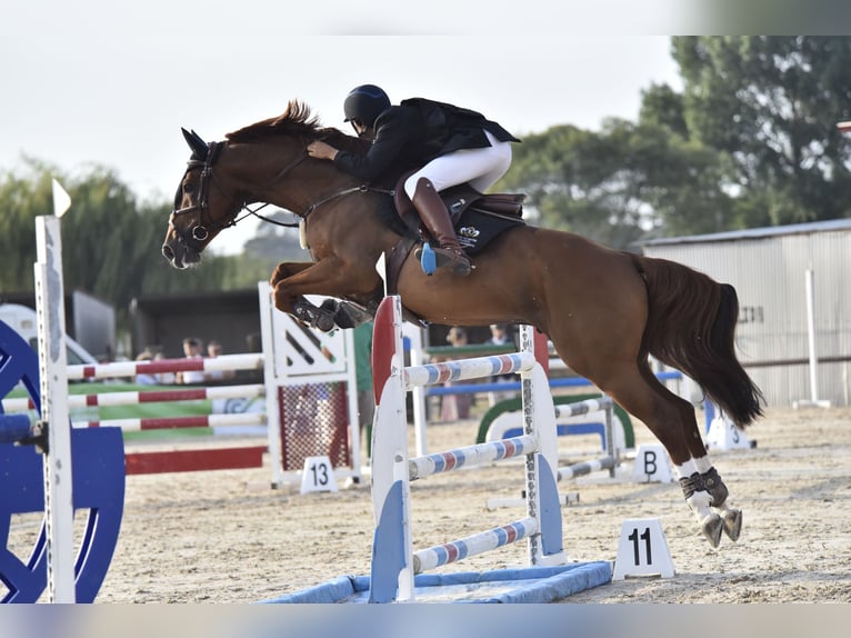 Spanish Sporthorse Stallion 11 years 16,2 hh Chestnut-Red in Zaragoza