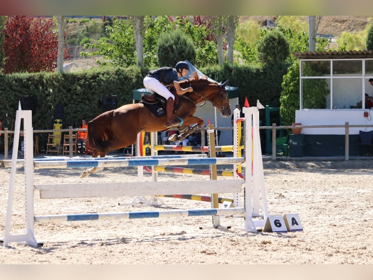 Spanish Sporthorse Stallion 11 years 16,2 hh Chestnut-Red in Zaragoza