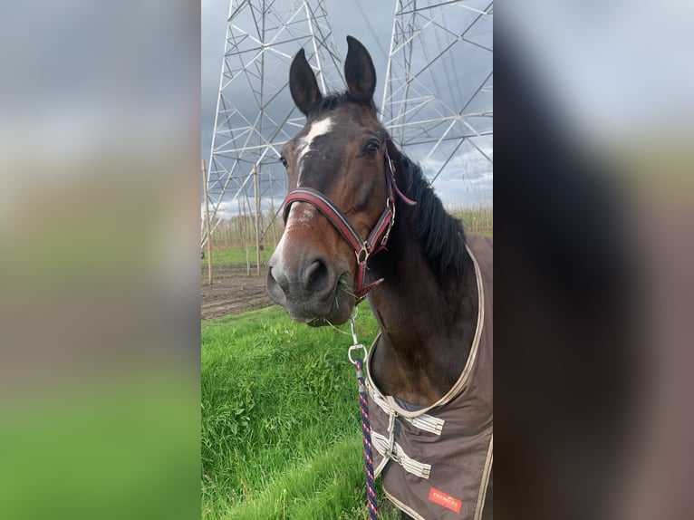 Spanish Sporthorse Mix Stallion 12 years 15,1 hh Bay-Dark in Oirschot