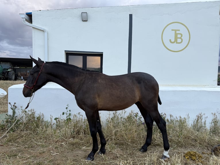Spanish Sporthorse Stallion 1 year 14.2 hh Black in Zafra