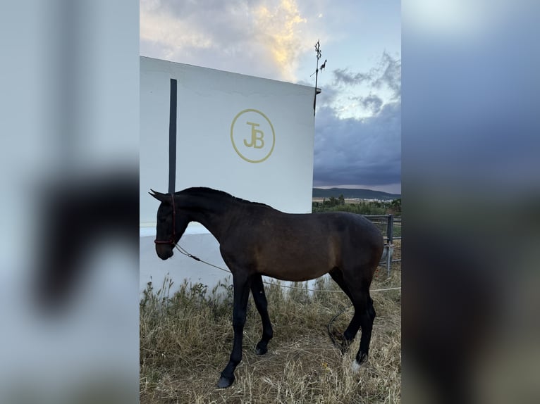 Spanish Sporthorse Stallion 1 year 14.2 hh Black in Zafra
