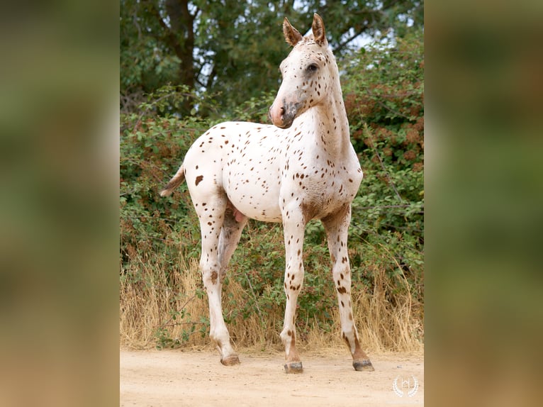 Spanish Sporthorse Stallion 1 year 14,2 hh Leopard-Piebald in Navalperal De Pinares