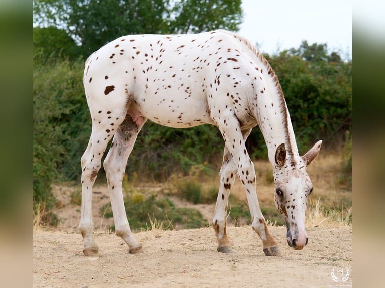 Spanish Sporthorse Stallion 1 year 14,2 hh Leopard-Piebald in Navalperal De Pinares