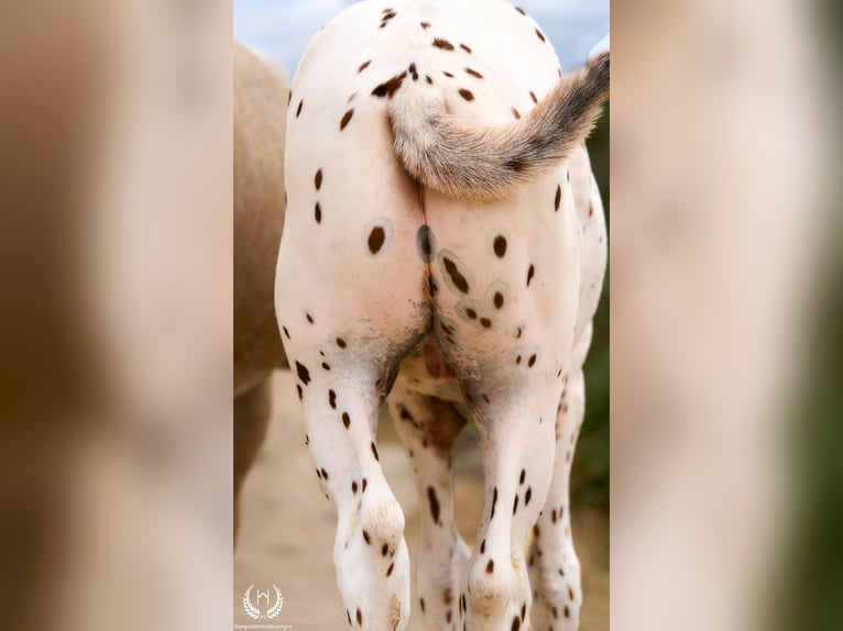 Spanish Sporthorse Stallion 1 year 14,2 hh Leopard-Piebald in Navalperal De Pinares