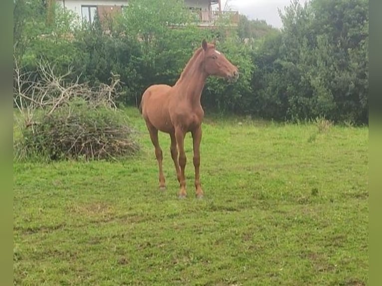 Spanish Sporthorse Stallion 1 year 15 hh Sorrel in Fontaciera