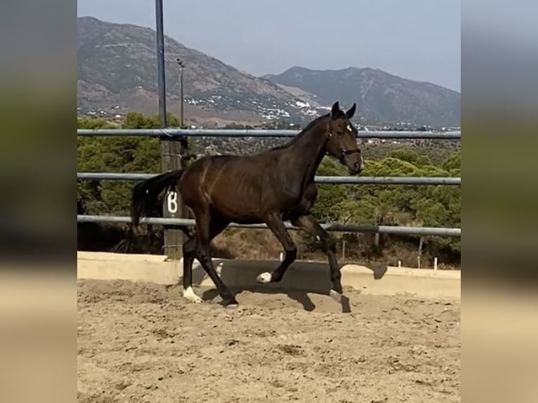 Spanish Sporthorse Stallion 1 year 15,2 hh Bay-Dark in Fuengirola