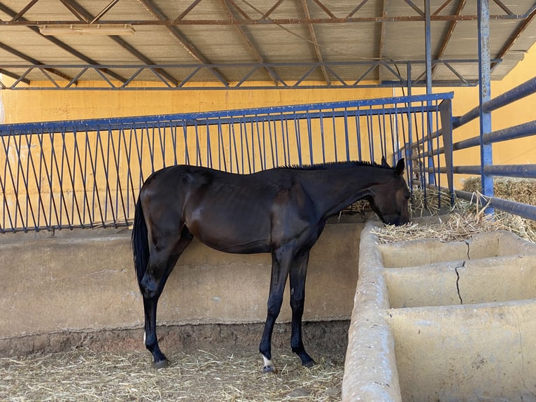 Spanish Sporthorse Stallion 1 year 15,2 hh Bay-Dark in Fuengirola