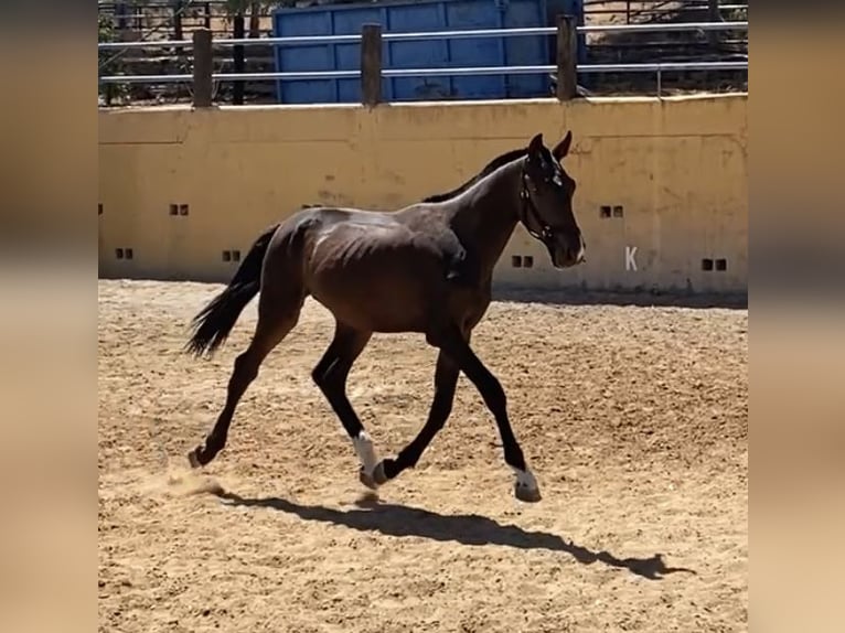 Spanish Sporthorse Stallion 1 year 15,2 hh Bay-Dark in Fuengirola
