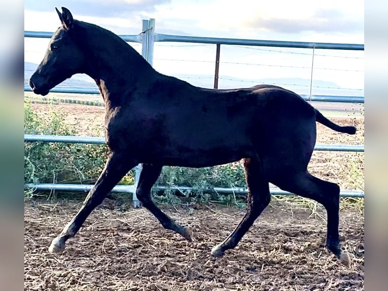 Spanish Sporthorse Stallion 1 year 16 hh Black in Bienvenida