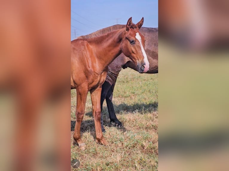 Spanish Sporthorse Stallion 1 year 16,1 hh Chestnut-Red in Navalmoral De La Mata
