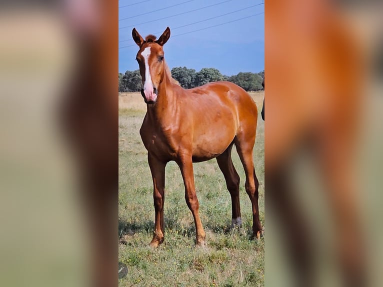 Spanish Sporthorse Stallion 1 year 16,1 hh Chestnut-Red in Navalmoral De La Mata